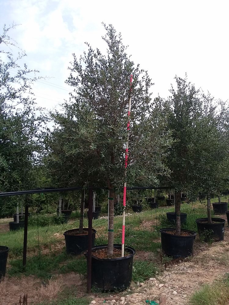 quercus-virginiana-live-oak-southern-oak-tree