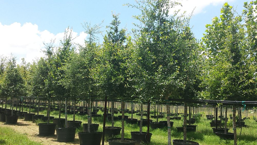 quercus-virginiana-live-oak-southern-oak-tree