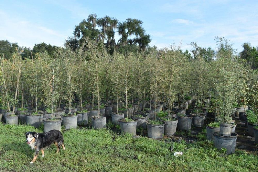 quercus-virginiana-live-oak-southern-oak-tree