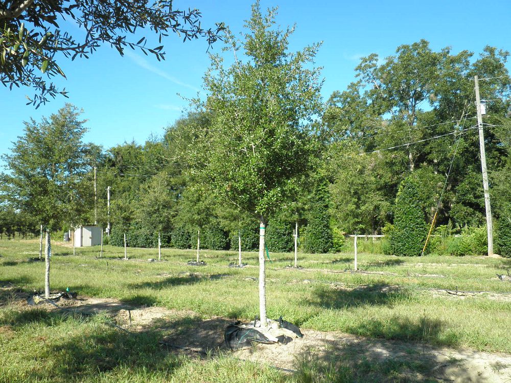 quercus-virginiana-live-oak-southern-oak-tree