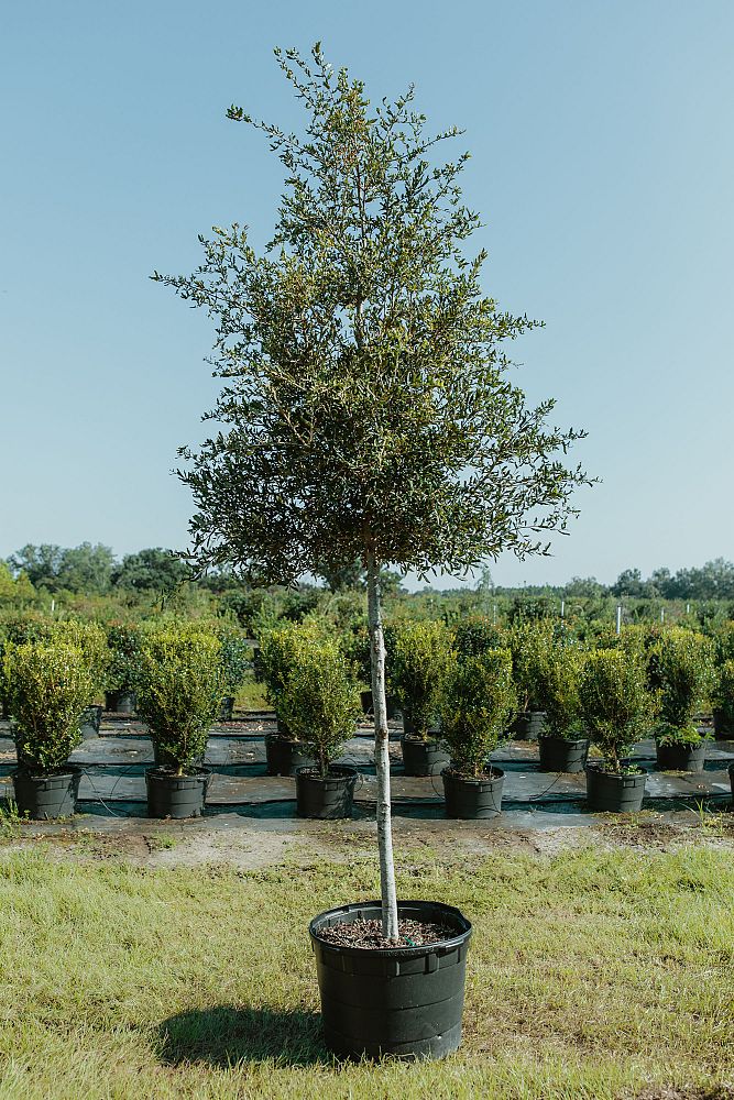 quercus-virginiana-live-oak-southern-oak-tree
