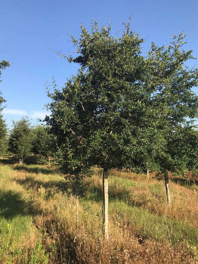 quercus-virginiana-live-oak-southern-oak-tree