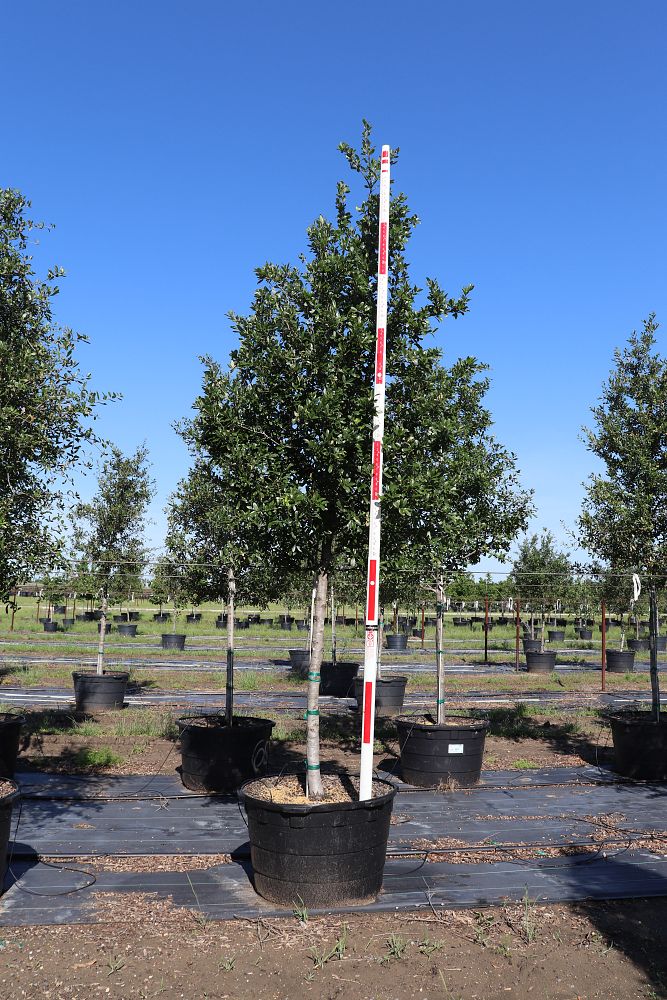 quercus-virginiana-live-oak-southern-oak-tree