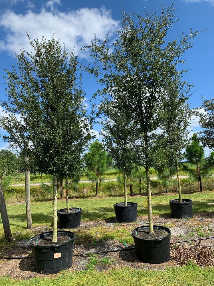 quercus-virginiana-live-oak-southern-oak-tree