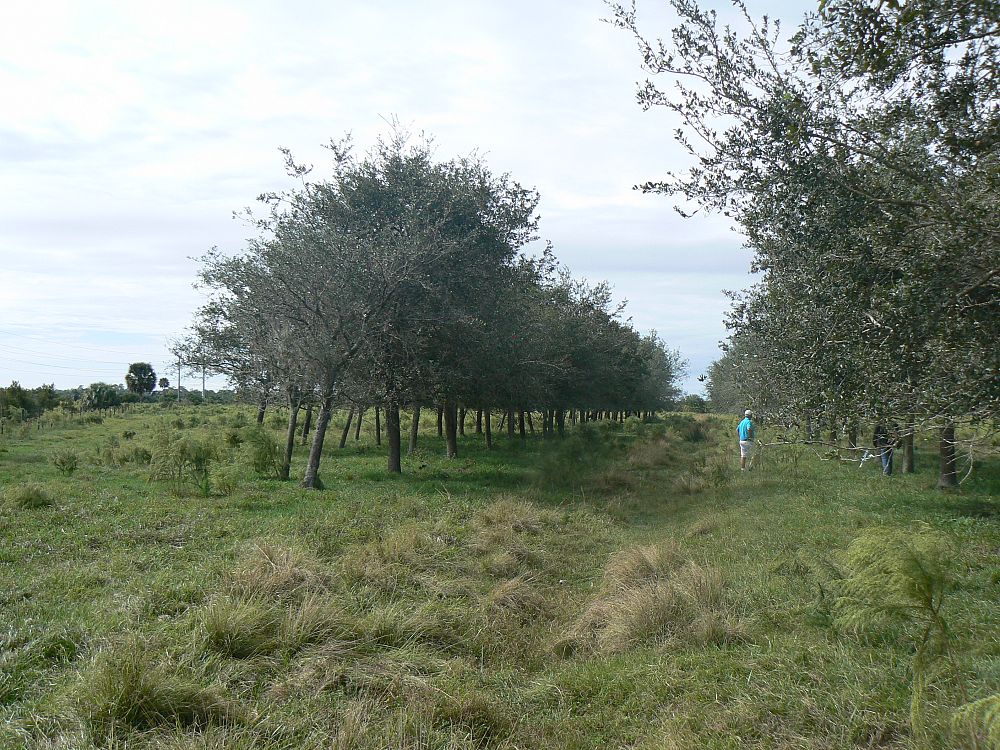 quercus-virginiana-live-oak-southern-oak-tree
