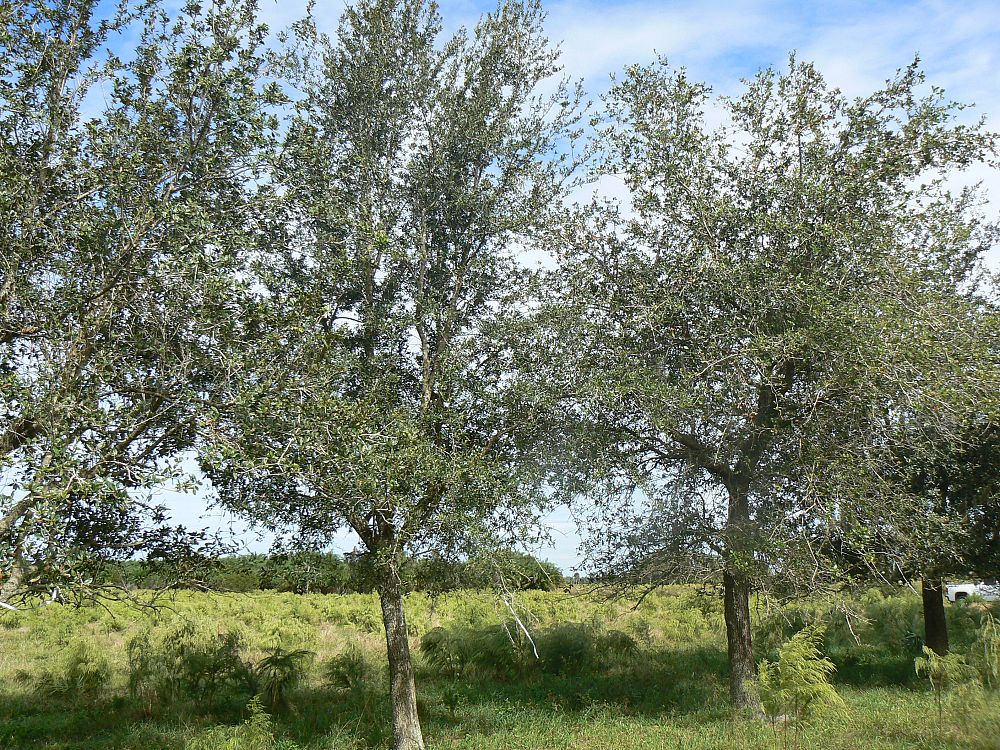quercus-virginiana-live-oak-southern-oak-tree