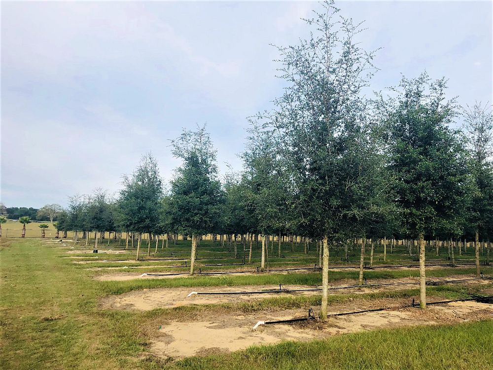 quercus-virginiana-live-oak-southern-oak-tree