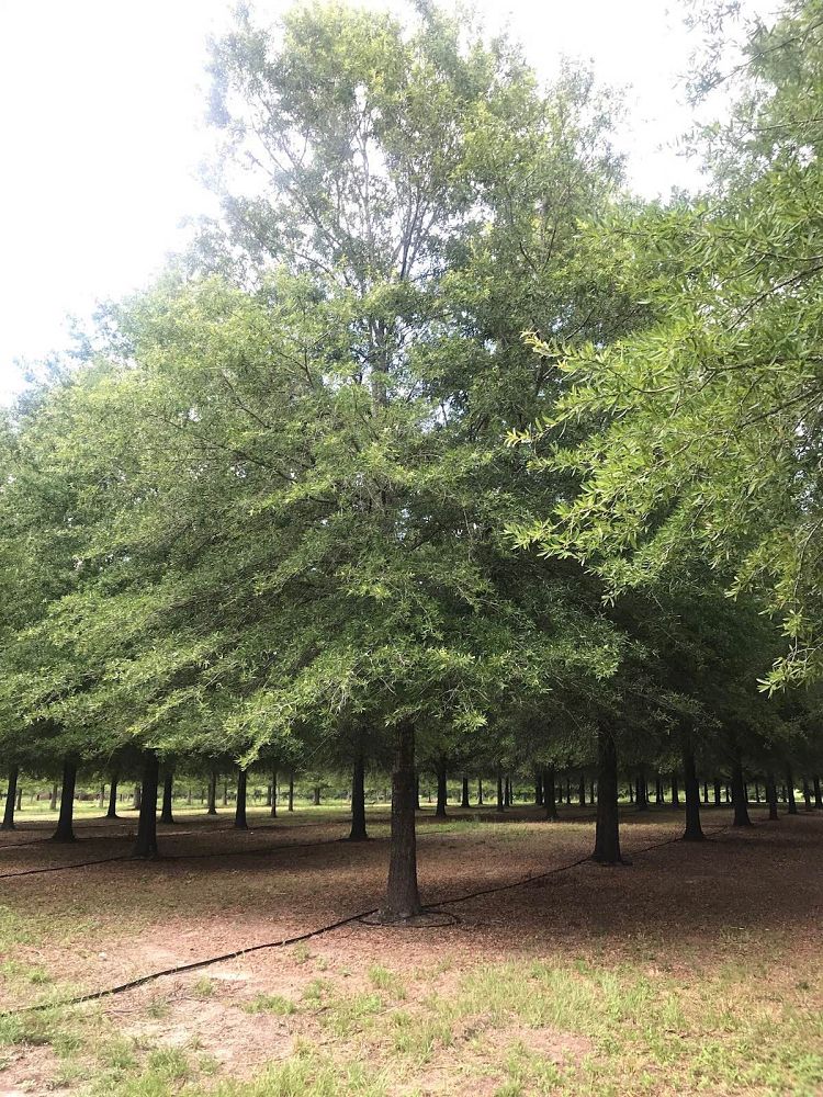 quercus-virginiana-live-oak-southern-oak-tree