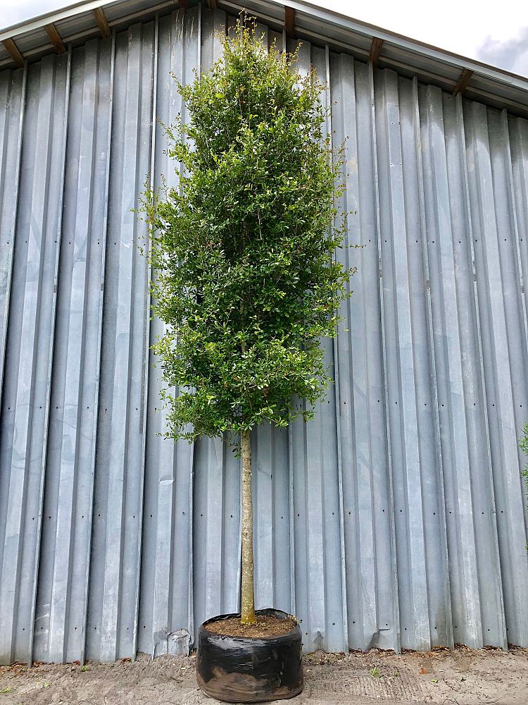quercus-virginiana-live-oak-southern-oak-tree