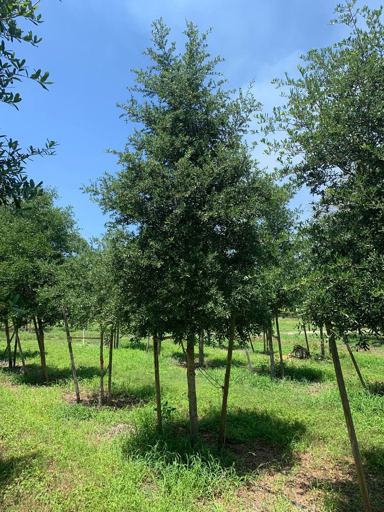 quercus-virginiana-live-oak-southern-oak-tree
