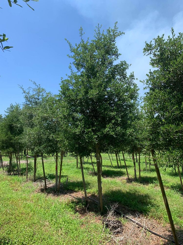quercus-virginiana-live-oak-southern-oak-tree