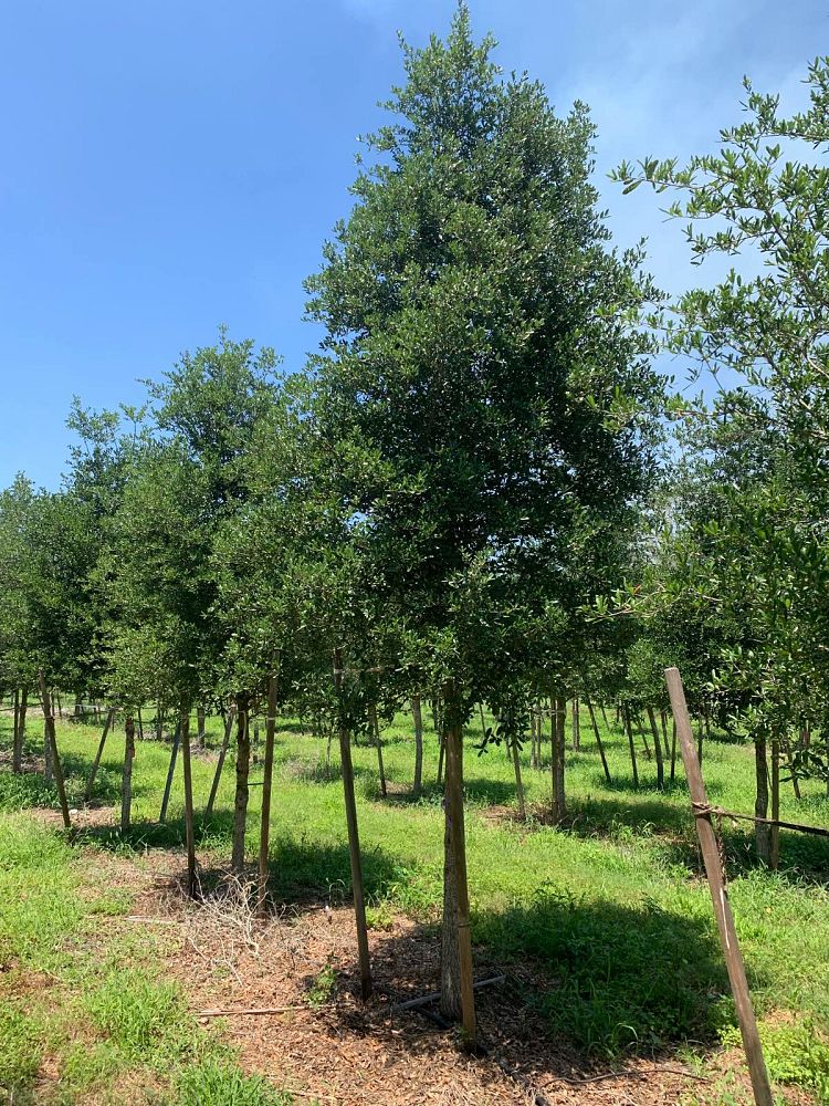 quercus-virginiana-live-oak-southern-oak-tree