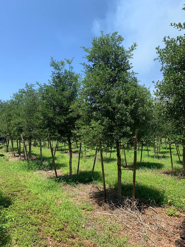 quercus-virginiana-live-oak-southern-oak-tree