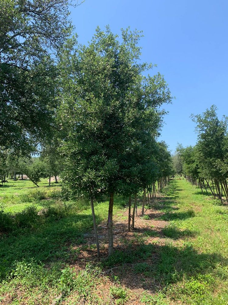 quercus-virginiana-live-oak-southern-oak-tree