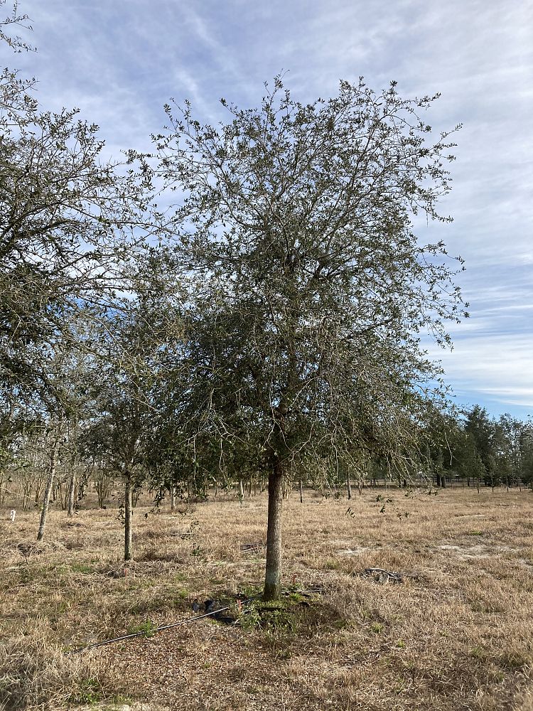 quercus-virginiana-live-oak-southern-oak-tree