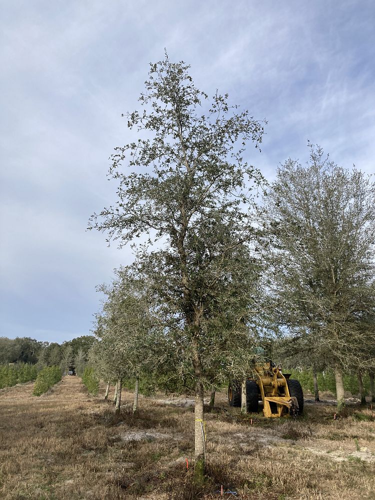 quercus-virginiana-live-oak-southern-oak-tree