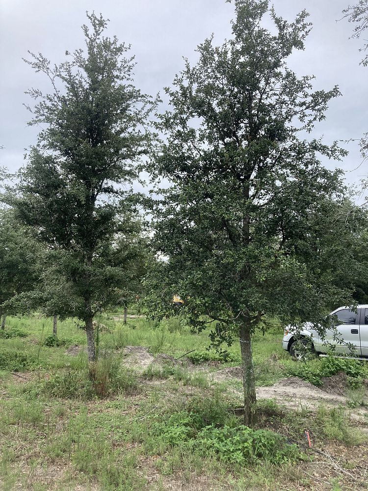 quercus-virginiana-live-oak-southern-oak-tree