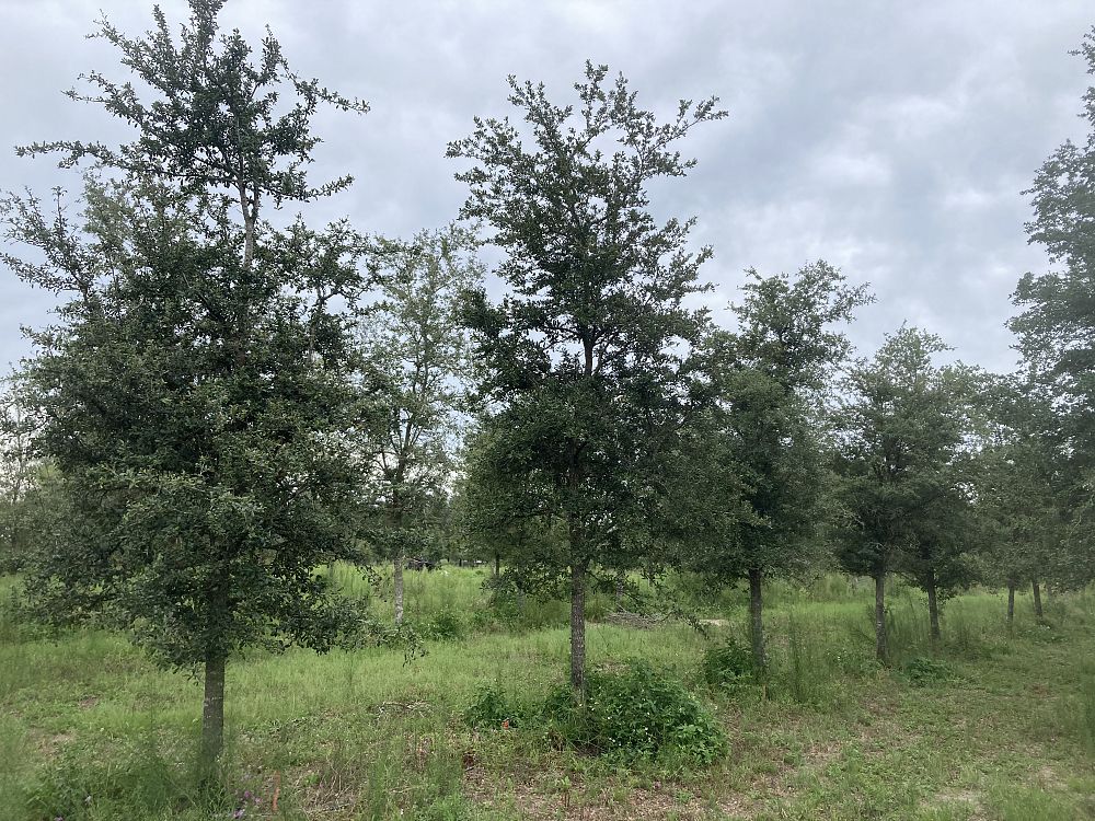 quercus-virginiana-live-oak-southern-oak-tree