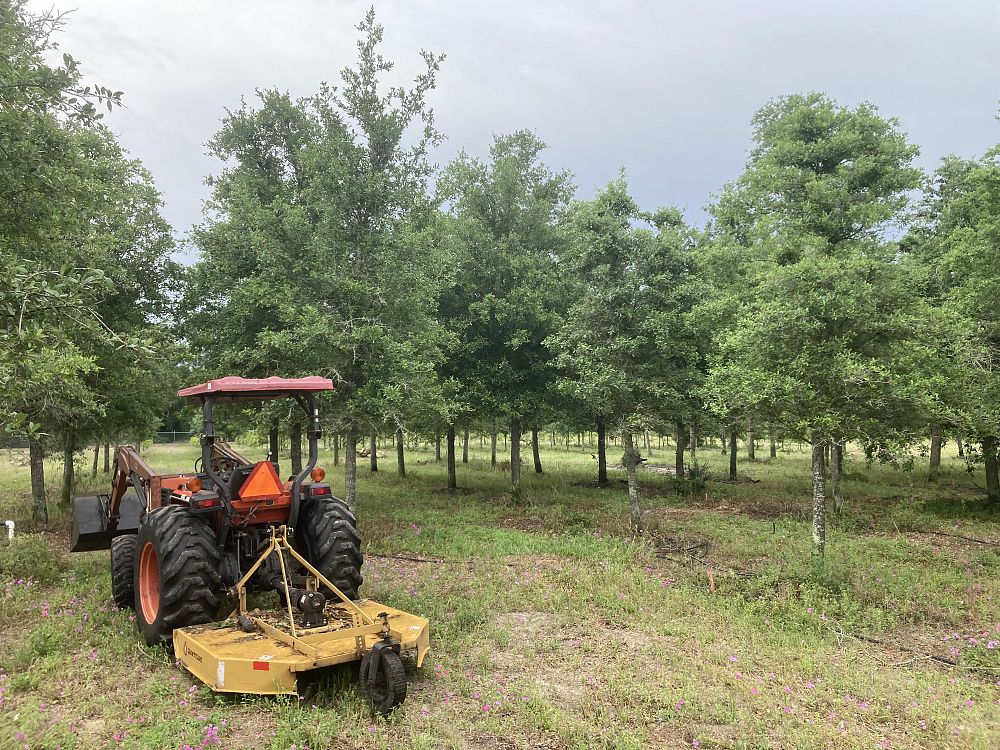 quercus-virginiana-live-oak-southern-oak-tree