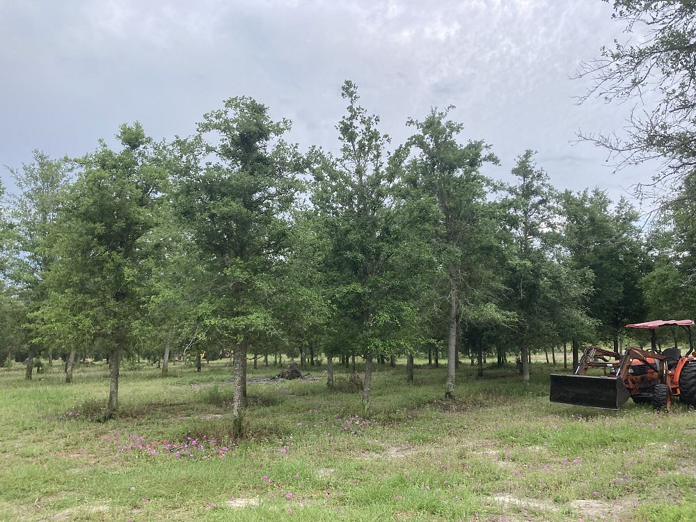 quercus-virginiana-live-oak-southern-oak-tree