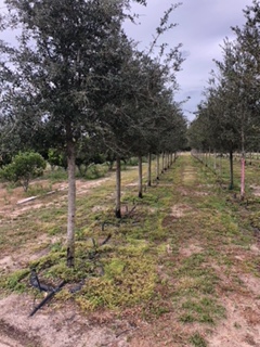quercus-virginiana-live-oak-southern-oak-tree