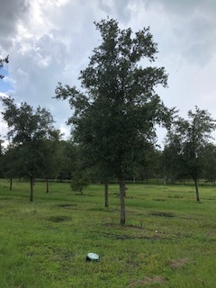 quercus-virginiana-live-oak-southern-oak-tree