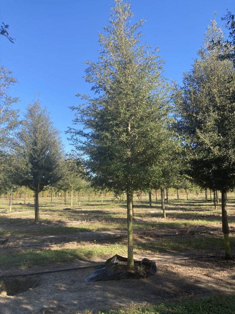 quercus-virginiana-live-oak-southern-oak-tree