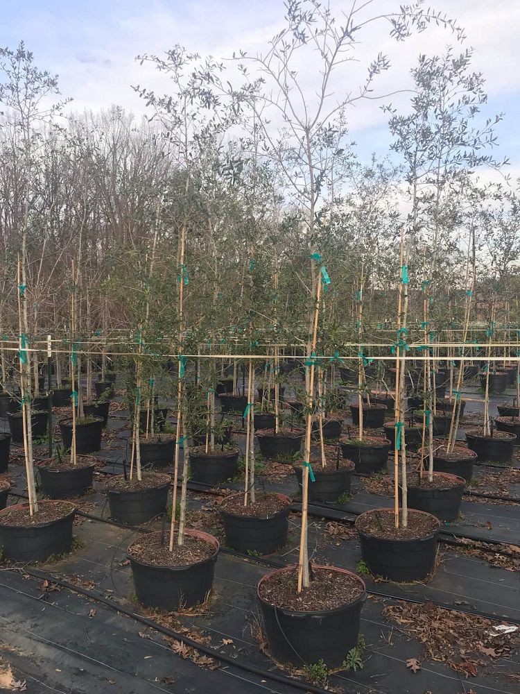 quercus-virginiana-live-oak-southern-oak-tree