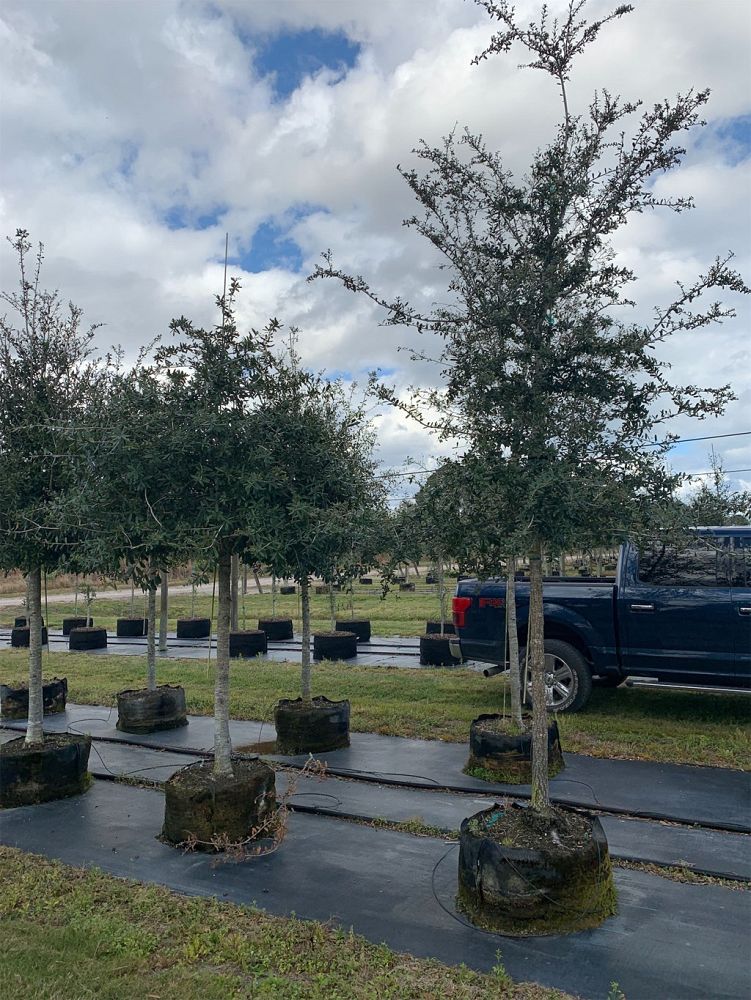 quercus-virginiana-live-oak-southern-oak-tree
