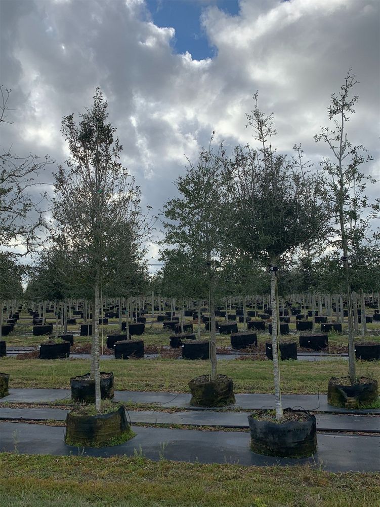 quercus-virginiana-live-oak-southern-oak-tree
