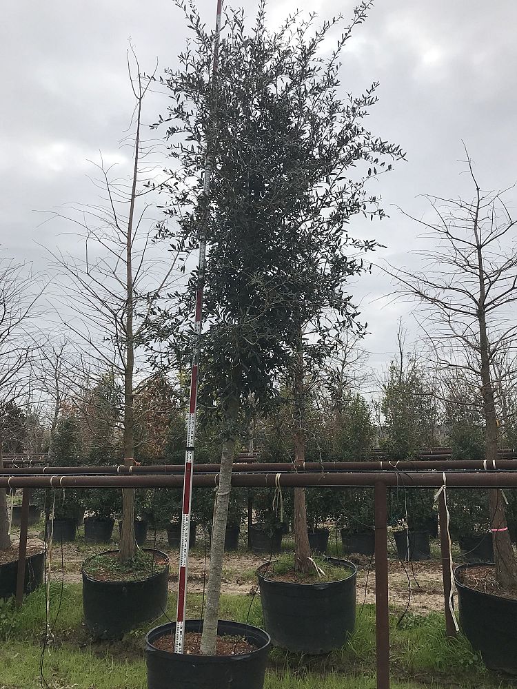 quercus-virginiana-live-oak-southern-oak-tree
