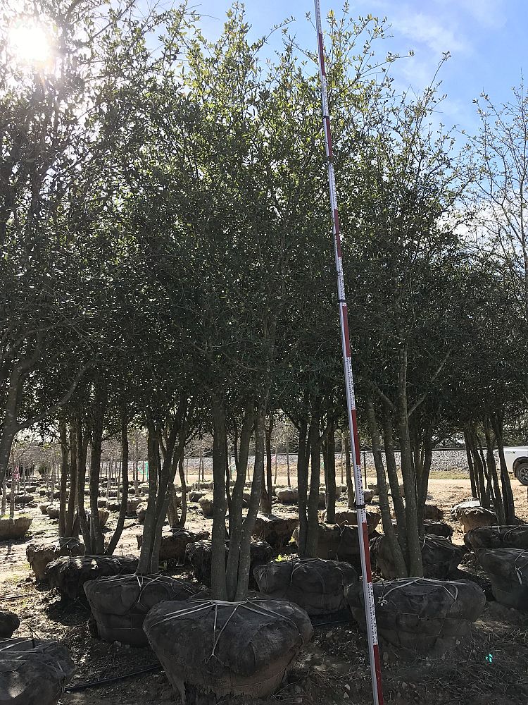quercus-virginiana-live-oak-southern-oak-tree