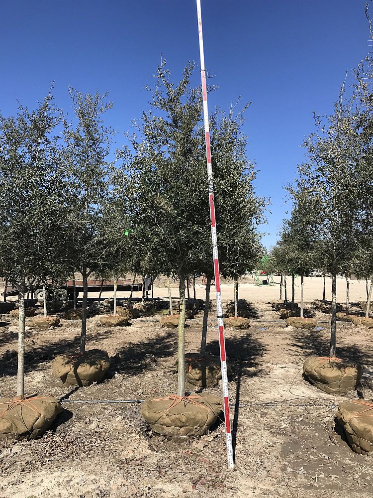 quercus-virginiana-live-oak-southern-oak-tree