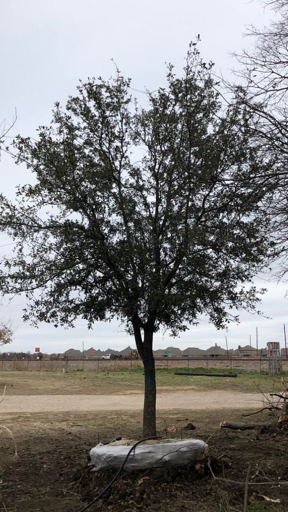 quercus-virginiana-live-oak-southern-oak-tree