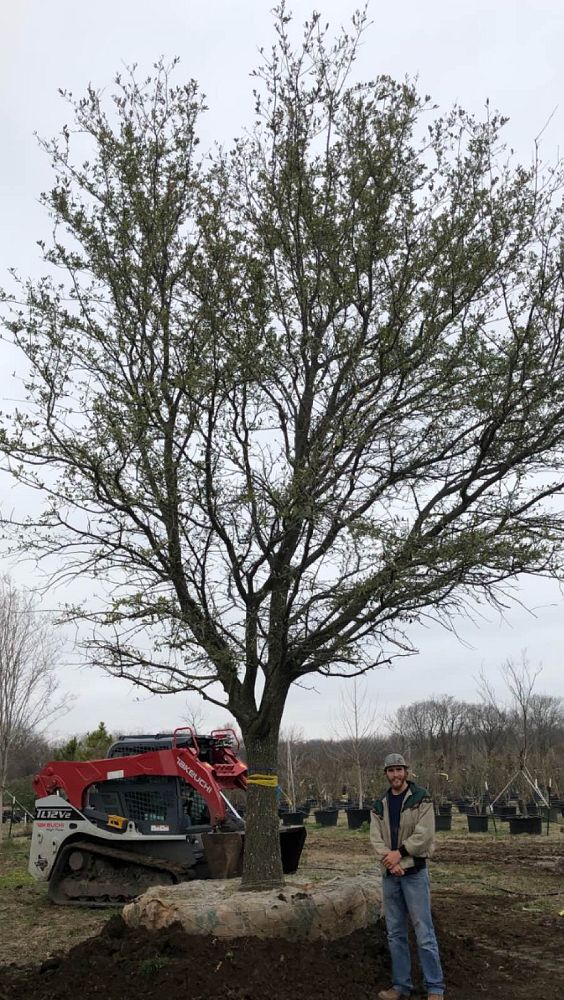 quercus-virginiana-live-oak-southern-oak-tree