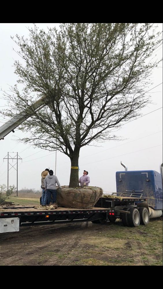 quercus-virginiana-live-oak-southern-oak-tree