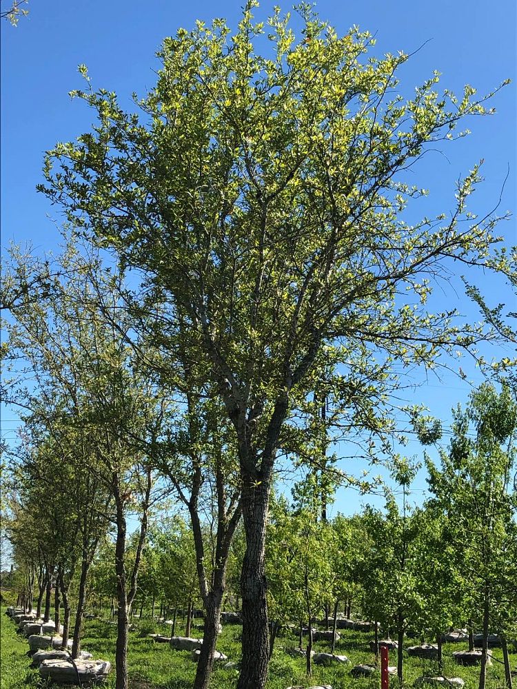 quercus-virginiana-live-oak-southern-oak-tree