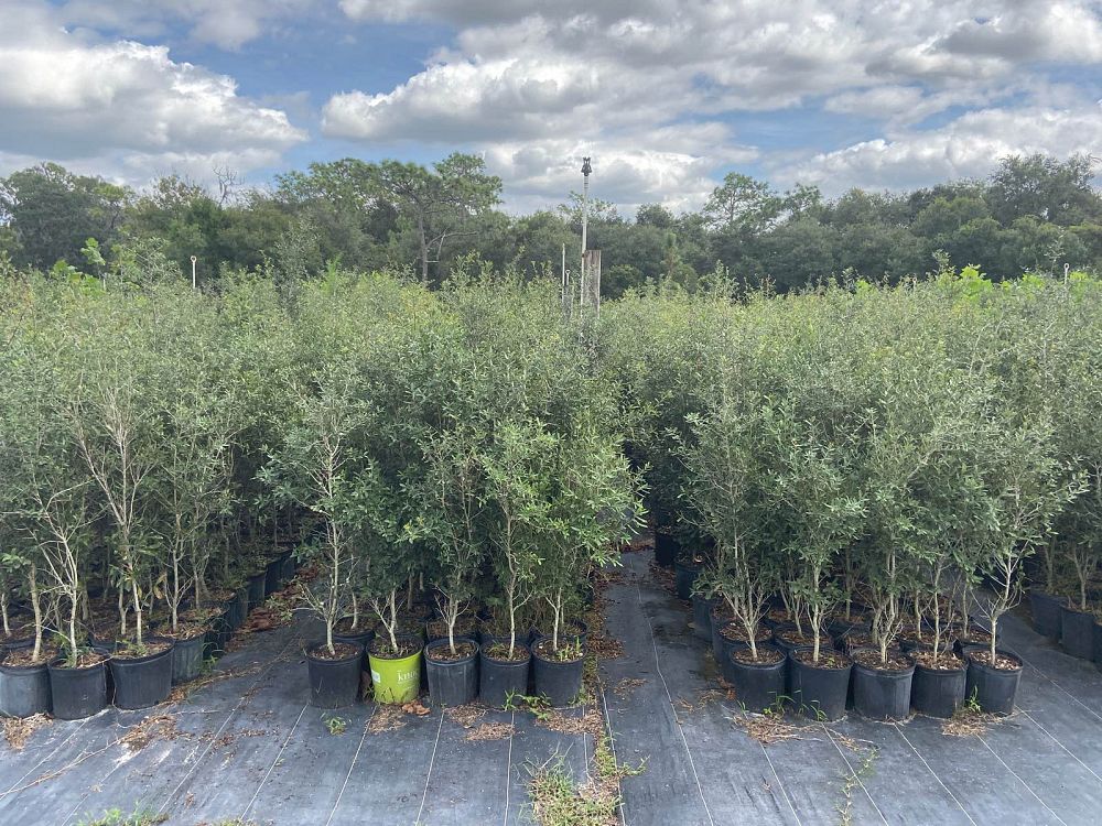 quercus-virginiana-live-oak-southern-oak-tree