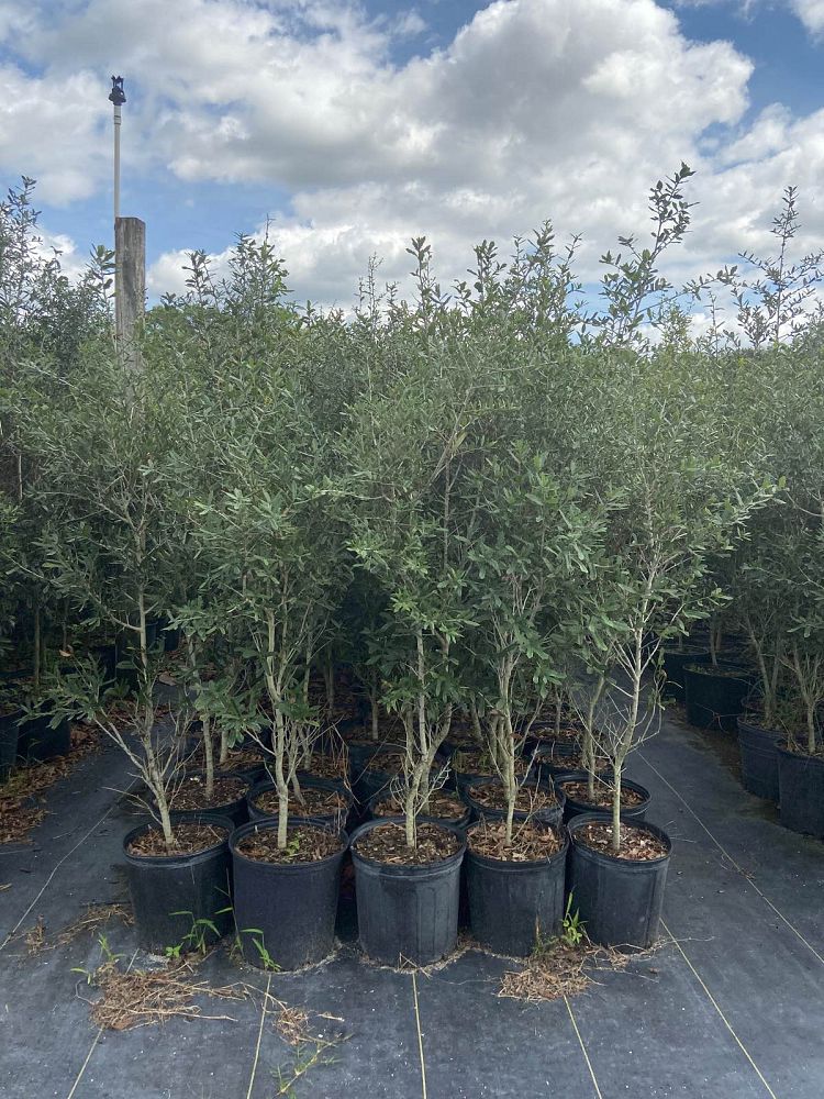 quercus-virginiana-live-oak-southern-oak-tree