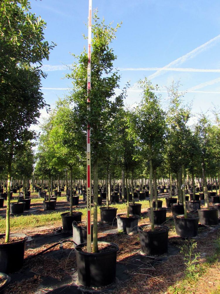 quercus-virginiana-live-oak-southern-oak-tree