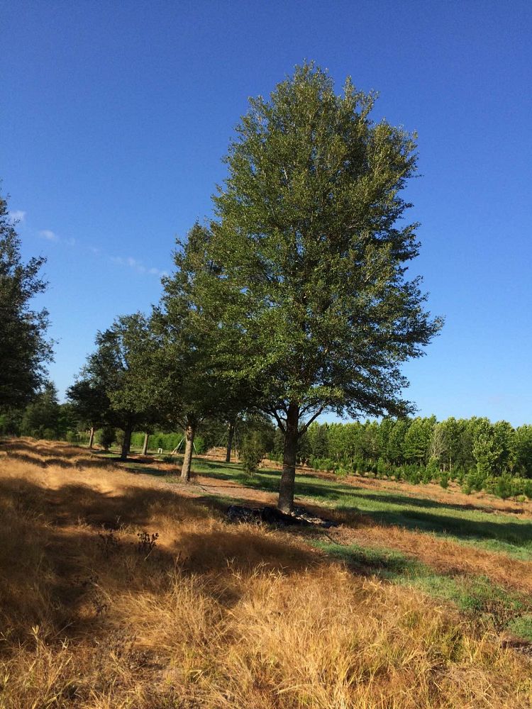 quercus-virginiana-live-oak-southern-oak-tree