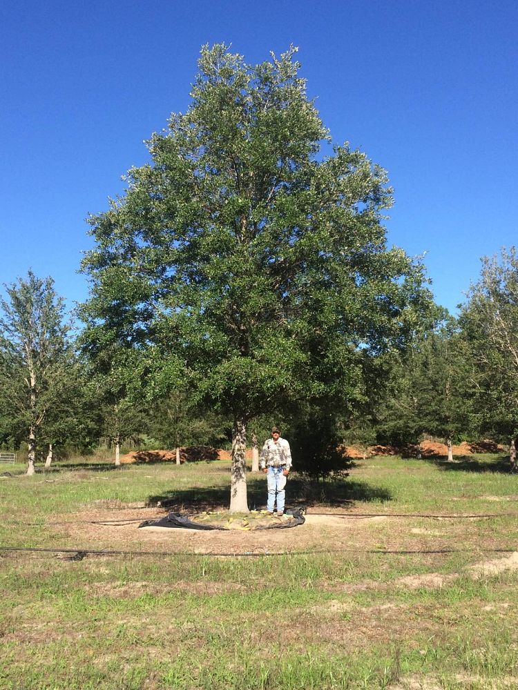 quercus-virginiana-live-oak-southern-oak-tree