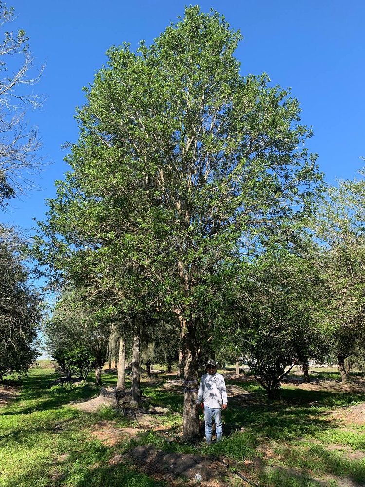 quercus-virginiana-live-oak-southern-oak-tree