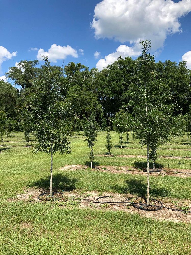 quercus-virginiana-live-oak-southern-oak-tree