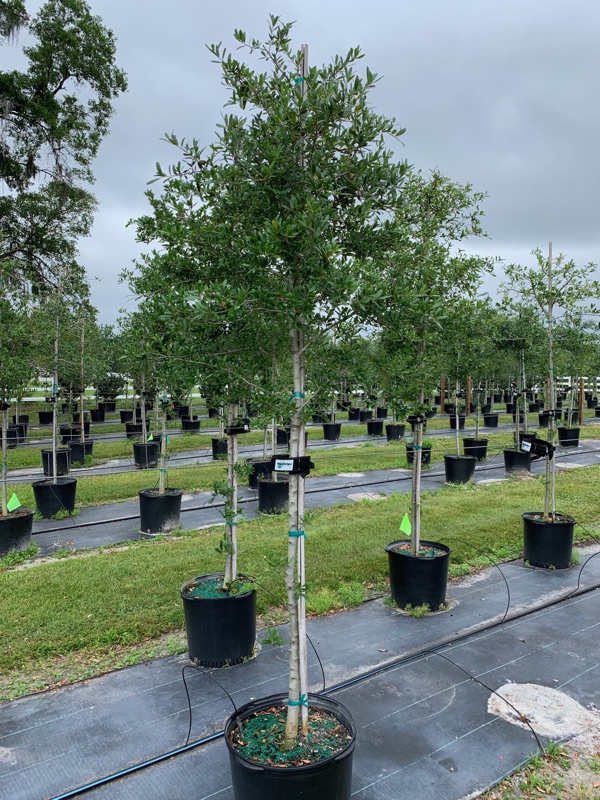 quercus-virginiana-live-oak-southern-oak-tree