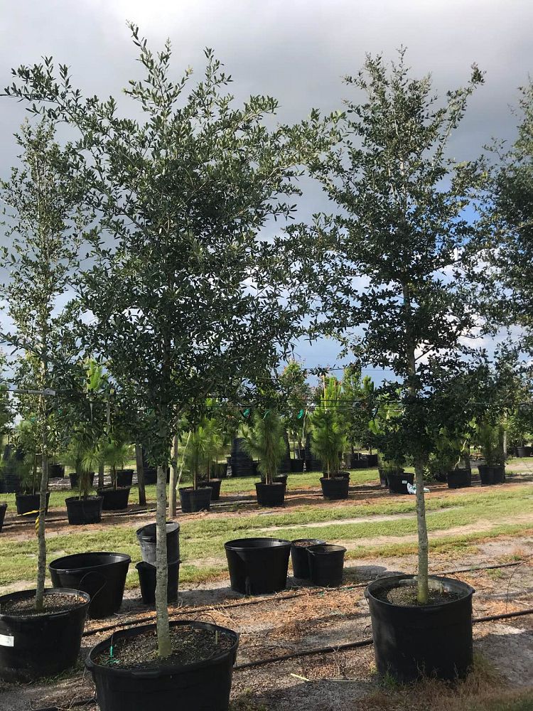 quercus-virginiana-live-oak-southern-oak-tree