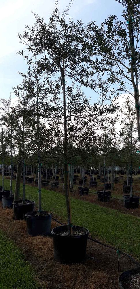quercus-virginiana-live-oak-southern-oak-tree