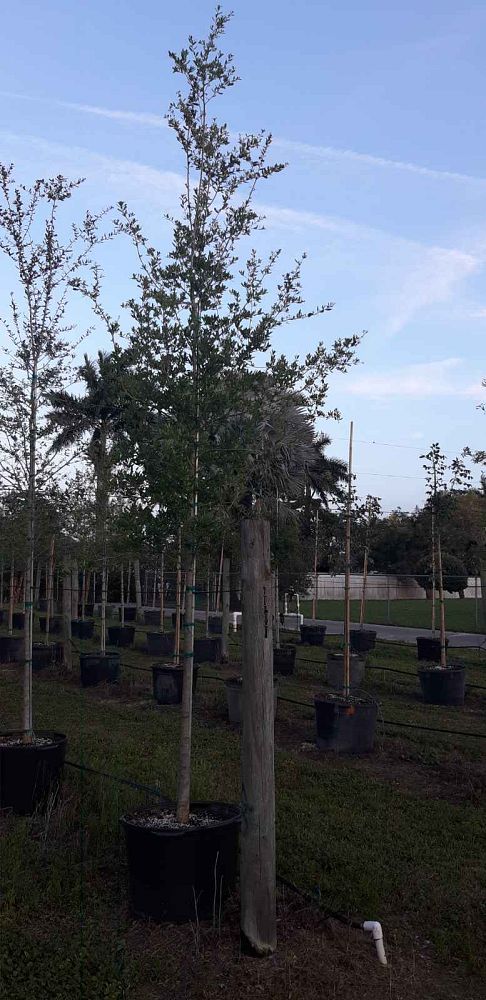 quercus-virginiana-live-oak-southern-oak-tree