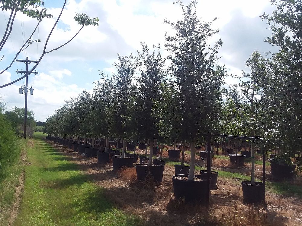 quercus-virginiana-live-oak-southern-oak-tree