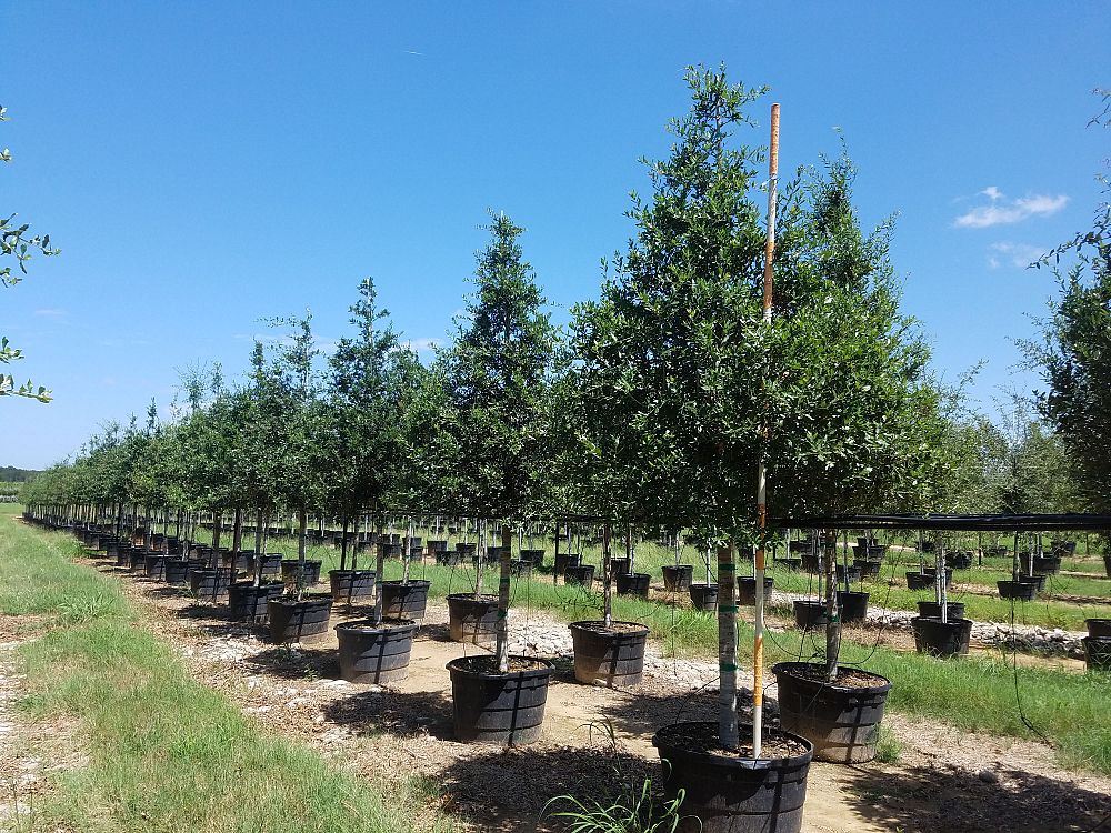 quercus-virginiana-live-oak-southern-oak-tree